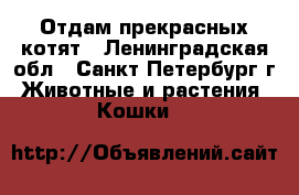 Отдам прекрасных котят - Ленинградская обл., Санкт-Петербург г. Животные и растения » Кошки   